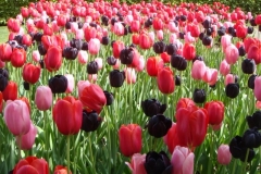 Keukenhof 2