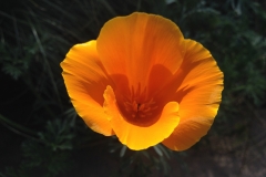California Poppy
