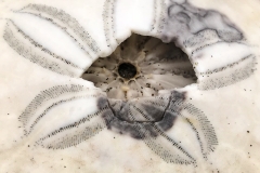 Sand dollar II