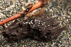 Driftwood