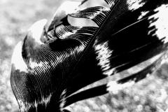 {"colorSpace":"kCGColorSpaceSRGB","cameraType":"Wide","macroEnabled":true,"qualityMode":2,"deviceTilt":0.066472917795181274,"customExposureMode":1,"extendedExposure":false,"whiteBalanceProgram":0,"cameraPosition":1,"focusMode":1}