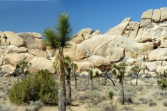 Joshua Tree Rocks Panorama