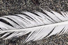 Feather