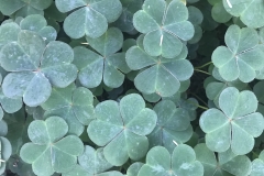 Forest floor, Berkeley Hills - 2