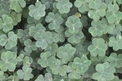 Forest floor, Berkeley Hills