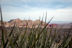 Mohave grass