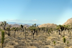 Joshua Trees North Panorama