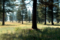 Trees_PlumasCounty_20160704